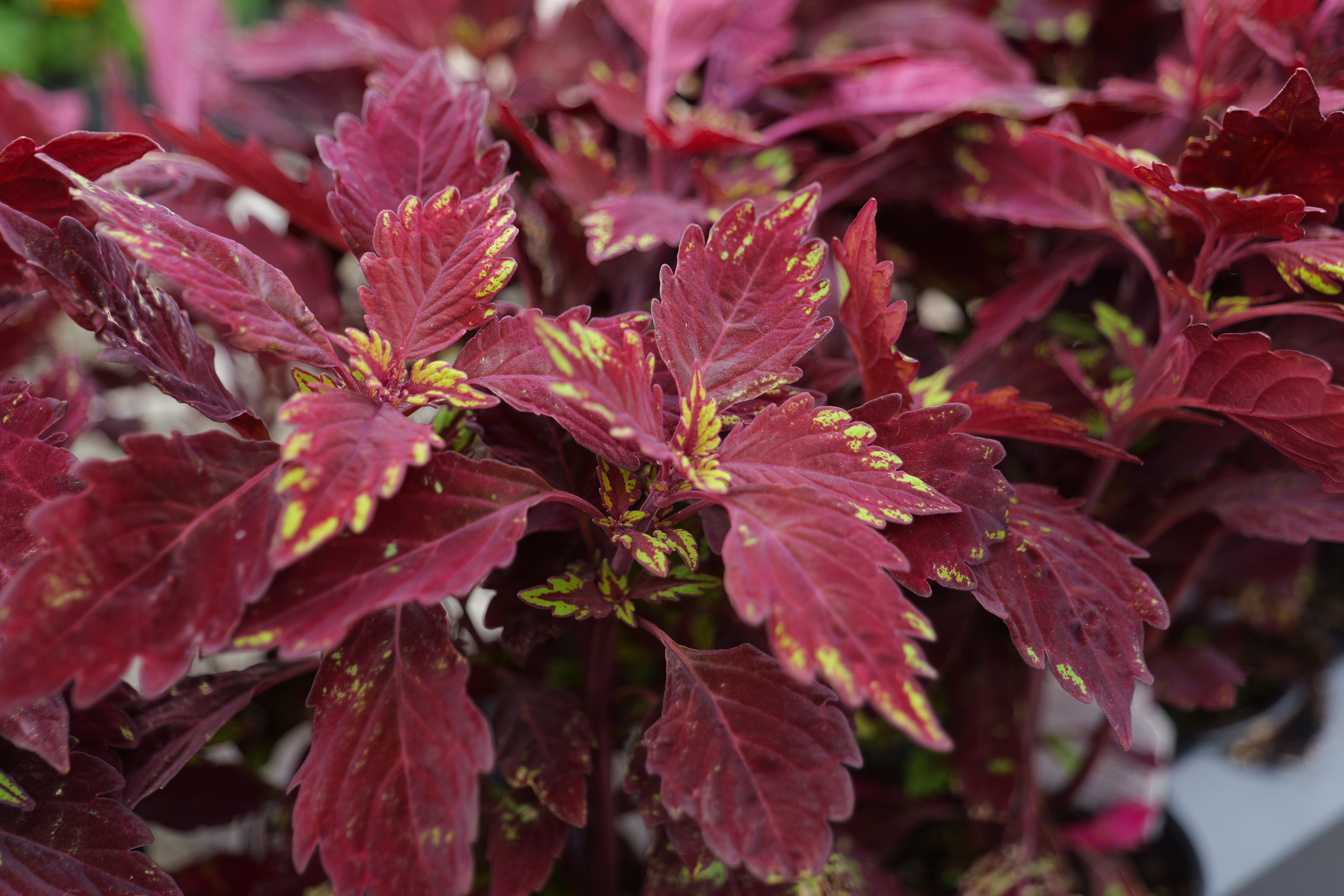 Plant with red leaves